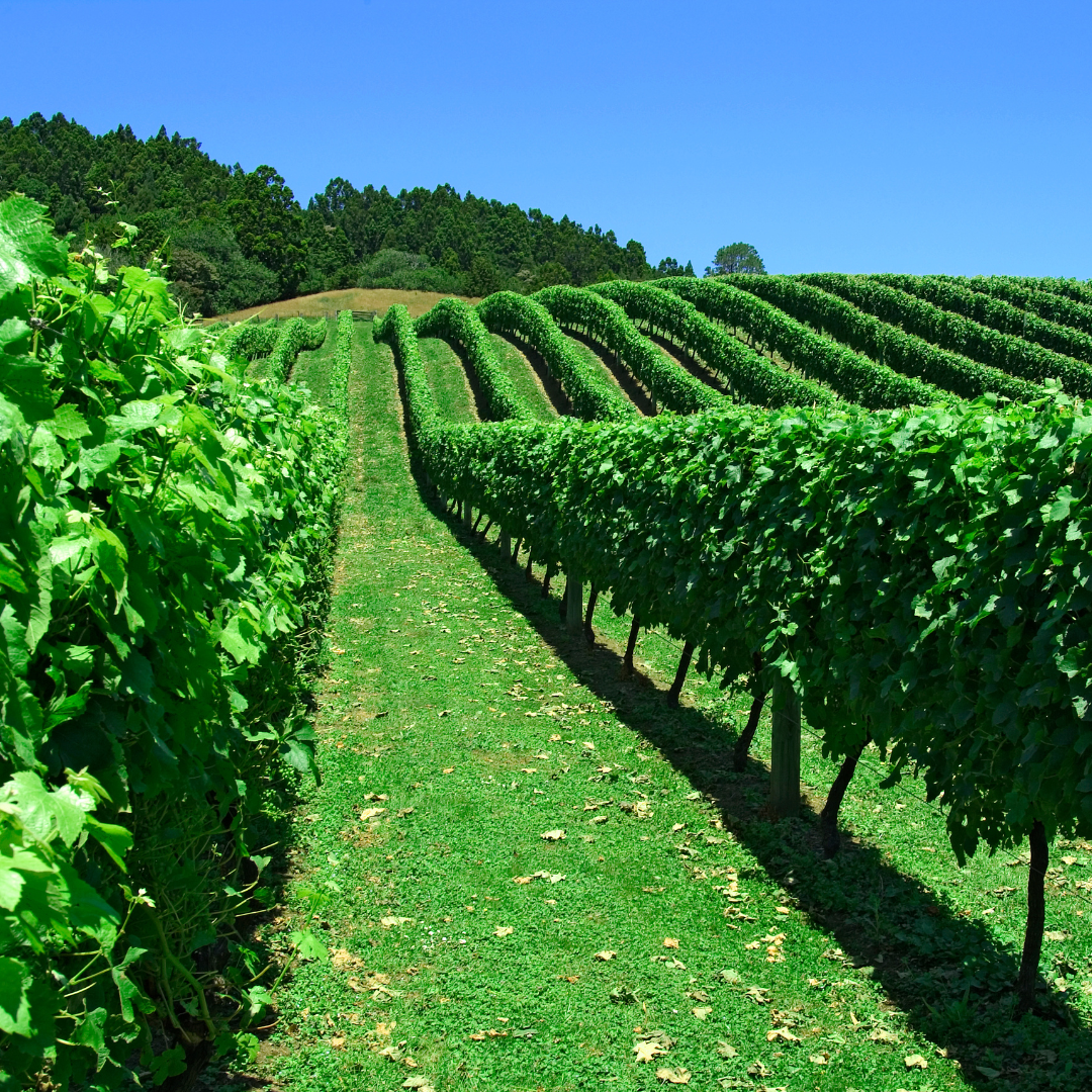San Antonio: Wines of New Zealand