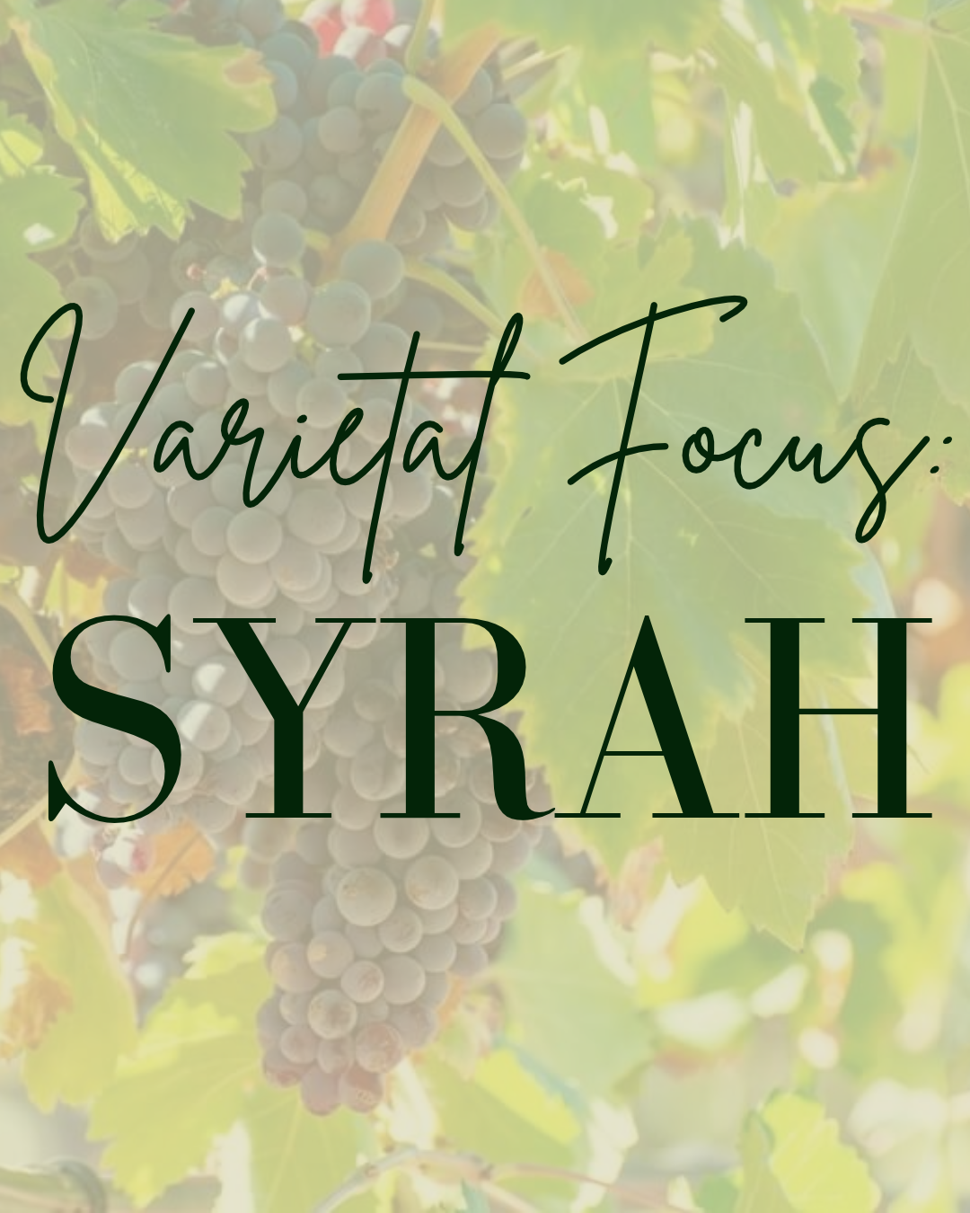 Varietal Focus: Syrah -Austin