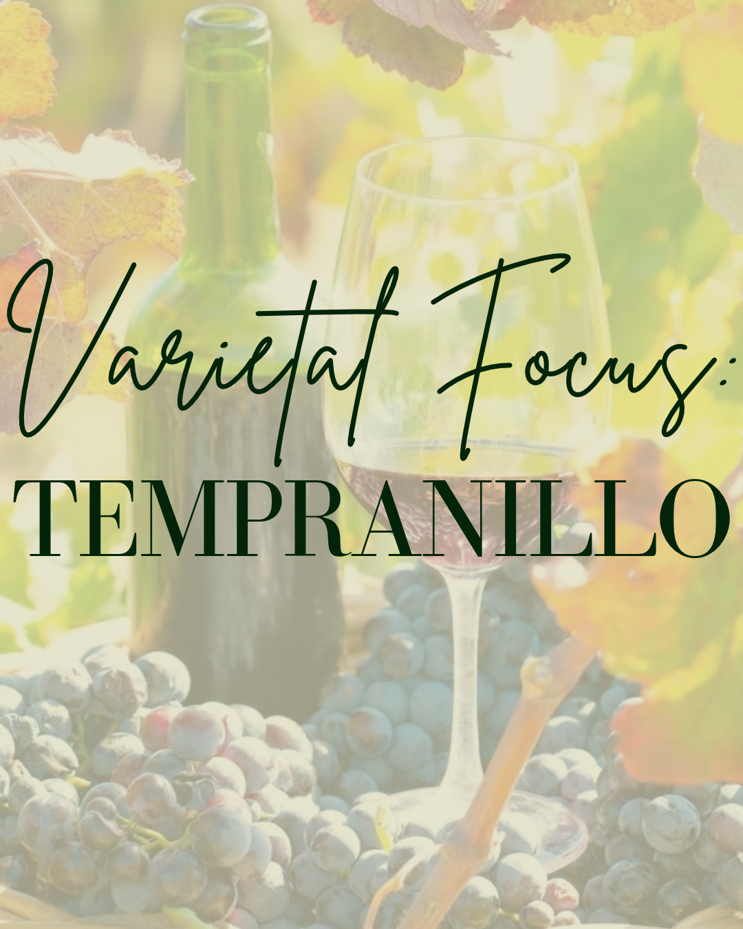 Varietal Focus: Tempranillo - Austin