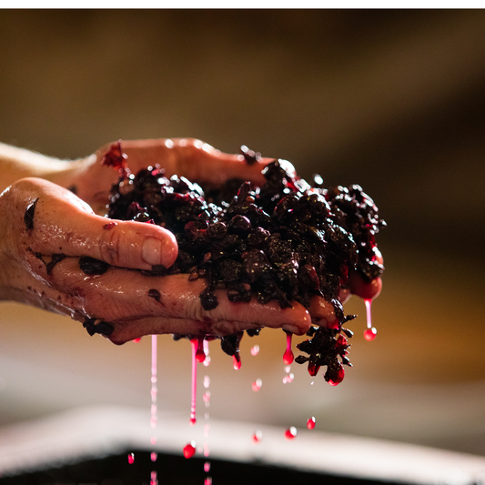 San Antonio: Intro to Wine