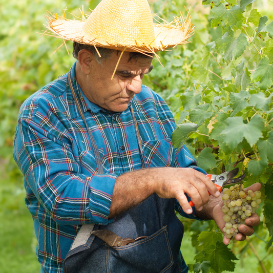 San Antonio: The Art and Labor of Winemaking