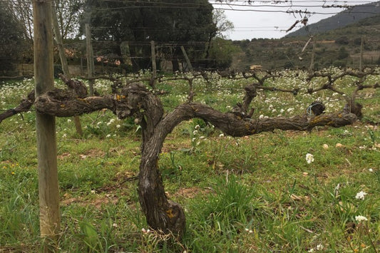 Wines of France