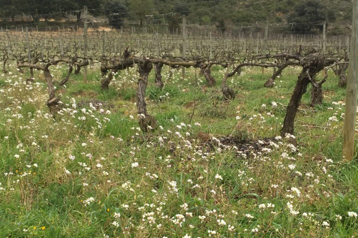 vineyard