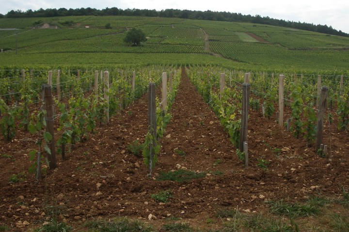 vineyard